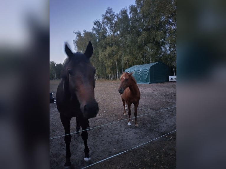 Rheinländer Wallach 15 Jahre 172 cm Brauner in Genthin