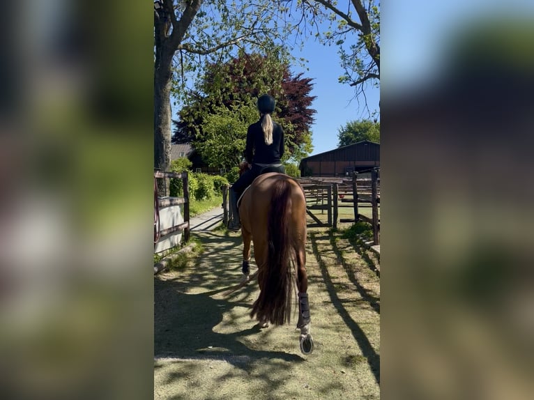 Rheinländer Wallach 15 Jahre 172 cm Fuchs in Jüchen