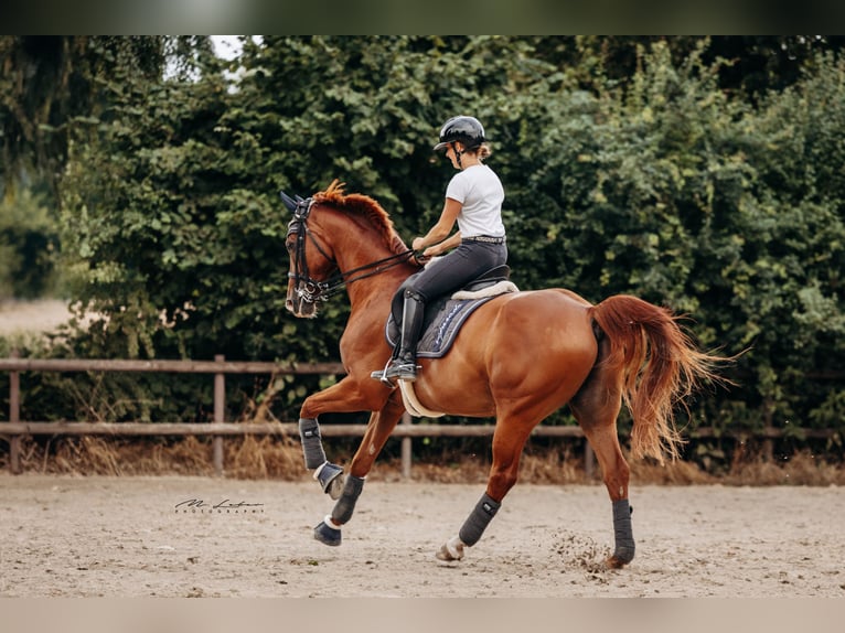 Rheinländer Wallach 15 Jahre 172 cm Fuchs in Mertloch