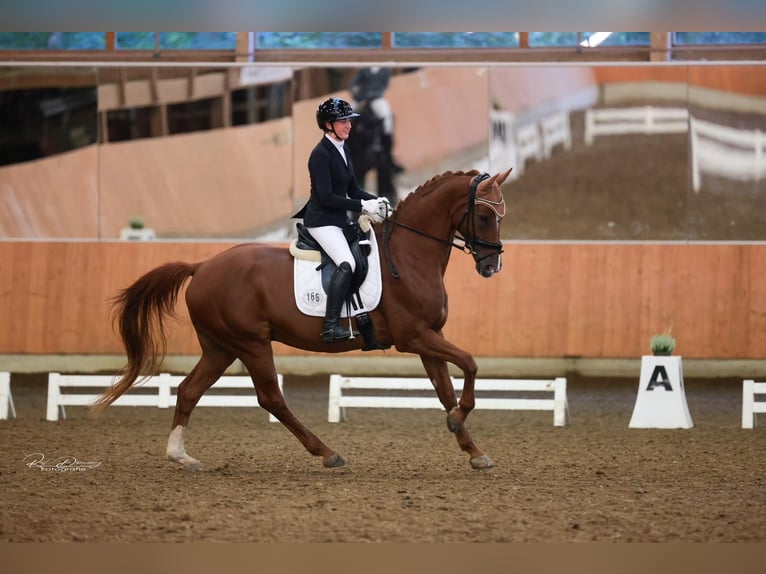 Rheinländer Wallach 15 Jahre 172 cm Fuchs in Mertloch