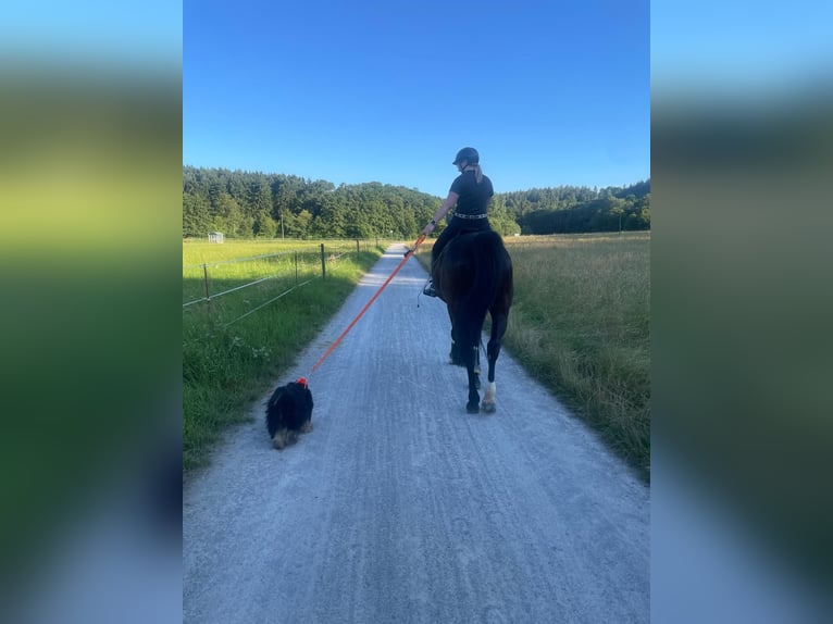 Rheinländer Wallach 15 Jahre 172 cm Rappe in Hünstetten