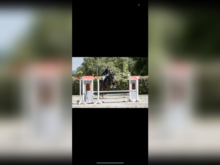 Rheinländer Wallach 15 Jahre 172 cm Rappe in Hünstetten