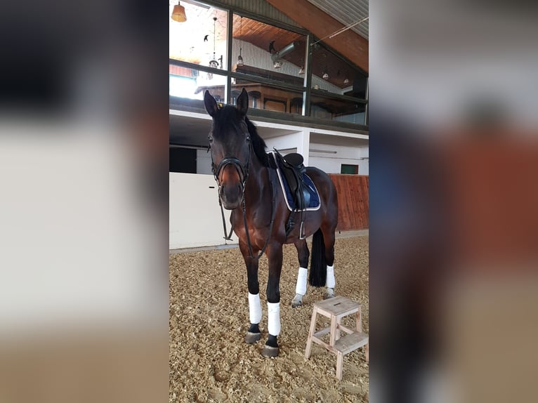 Rheinländer Wallach 15 Jahre 174 cm Brauner in Wipperf&#xFC;rth