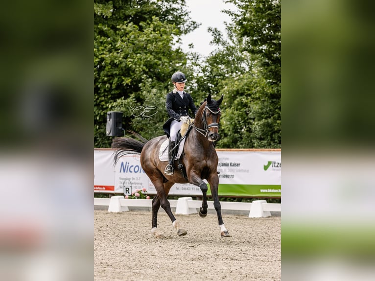 Rheinländer Wallach 15 Jahre 175 cm Dunkelbrauner in Haby