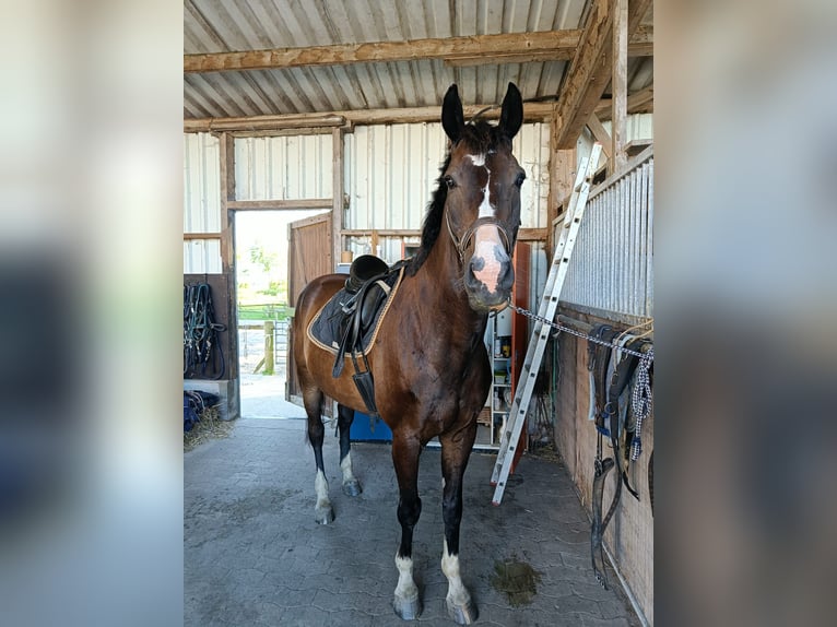 Rheinländer Wallach 15 Jahre 178 cm Schwarzbrauner in Neuharlingersiel