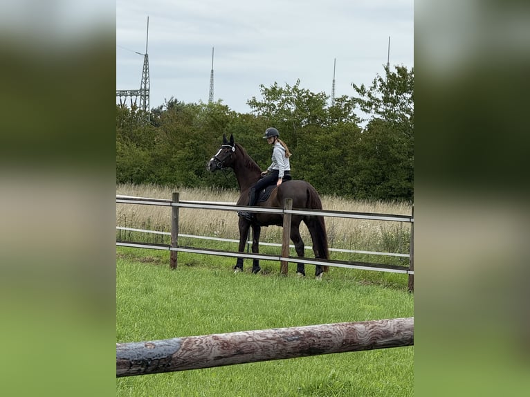 Rheinländer Wallach 15 Jahre 184 cm Dunkelfuchs in Neuss