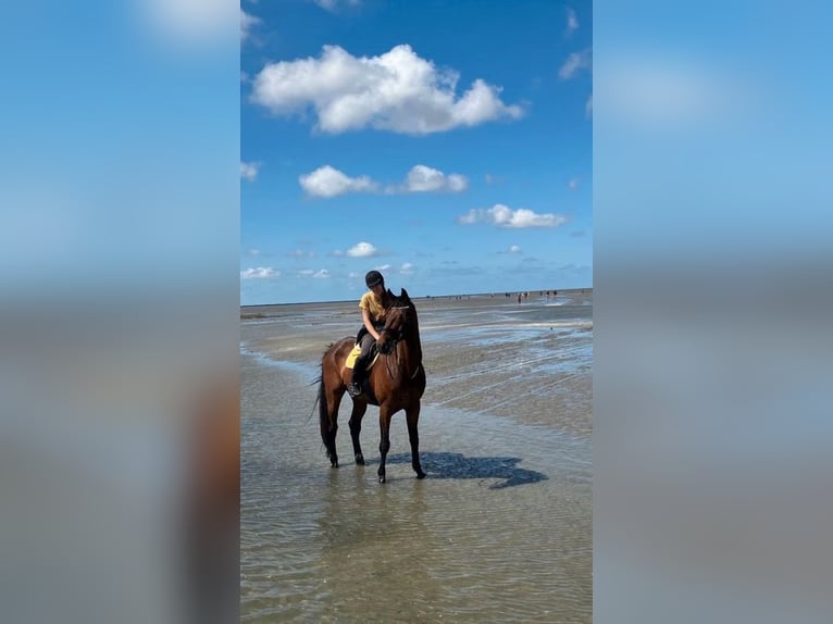 Rheinländer Wallach 15 Jahre 187 cm Brauner in Cuxhaven