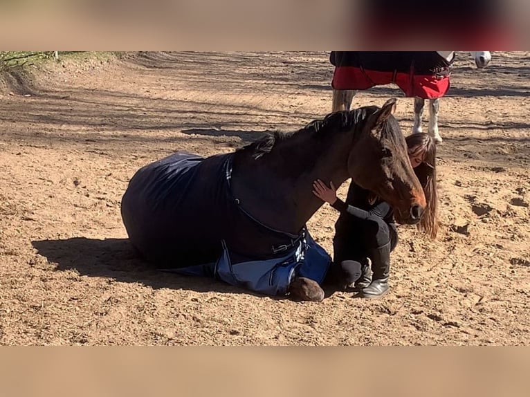 Rheinländer Wallach 15 Jahre 187 cm Brauner in Cuxhaven