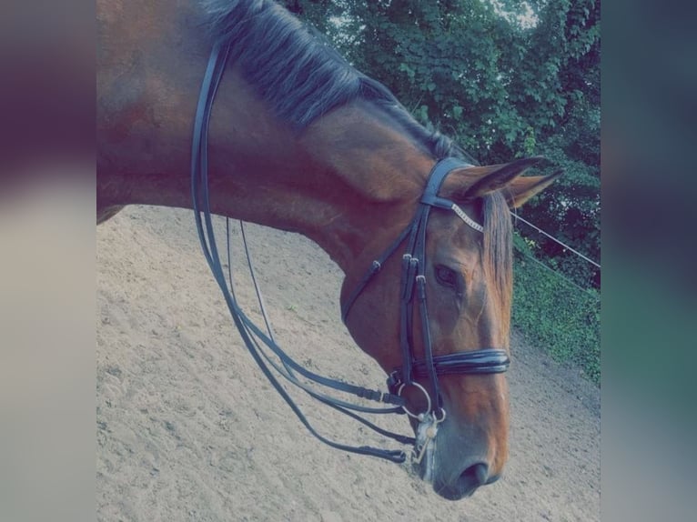 Rheinländer Wallach 15 Jahre 187 cm Brauner in Cuxhaven