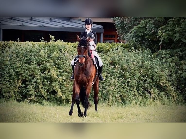 Rheinländer Wallach 15 Jahre 187 cm Brauner in Cuxhaven