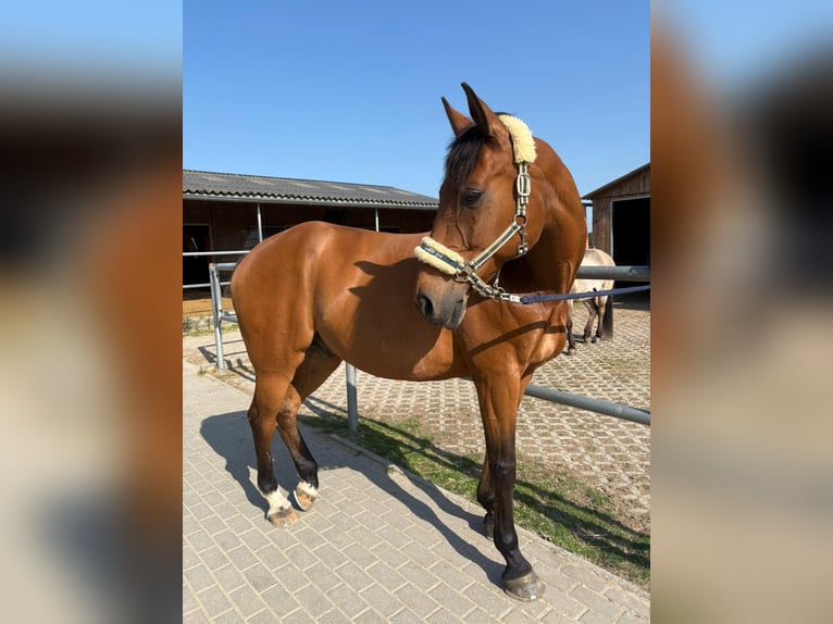 Rheinländer Wallach 16 Jahre 164 cm Brauner in Würselen
