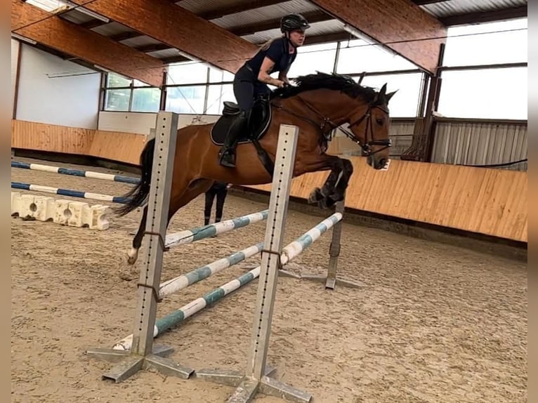 Rheinländer Wallach 16 Jahre 164 cm Brauner in Würselen