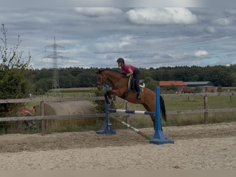 Rheinländer Wallach 16 Jahre 164 cm Brauner in Würselen