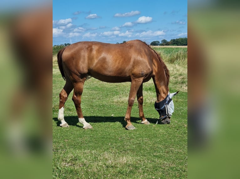 Rheinländer Wallach 16 Jahre 173 cm Fuchs in Hückelhoven Rheinländer Wallach 16 Jahre 173 cm Fuchs in Hückelhoven