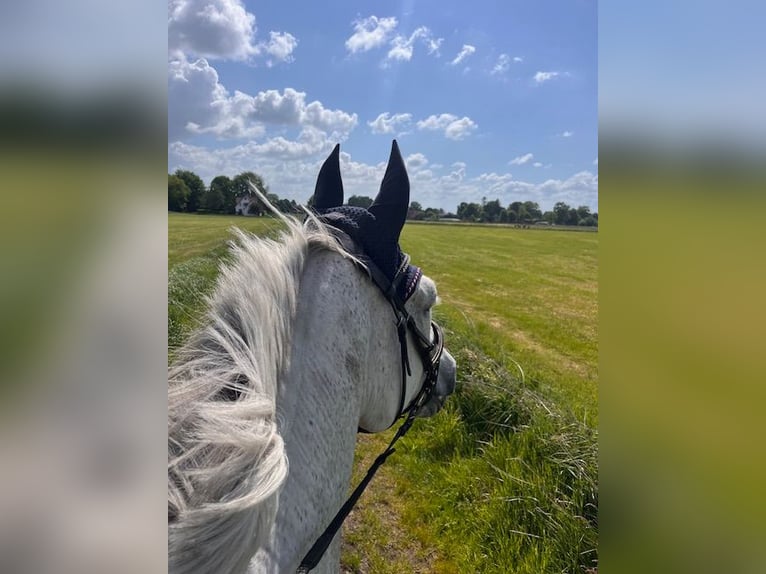 Rheinländer Wallach 16 Jahre 174 cm Schimmel in Ottersberg