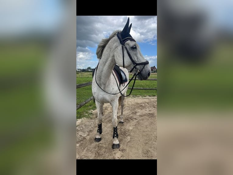 Rheinländer Wallach 16 Jahre 174 cm Schimmel in Ottersberg