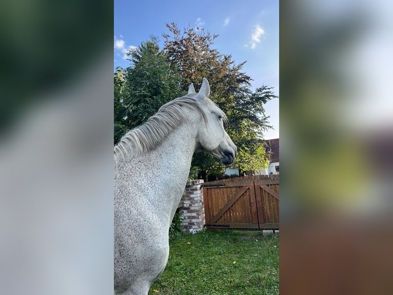 Rheinländer Wallach 16 Jahre 174 cm Schimmel in Ottersberg