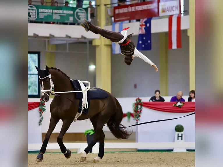 Rheinländer Wallach 16 Jahre 184 cm Dunkelfuchs in Neuss