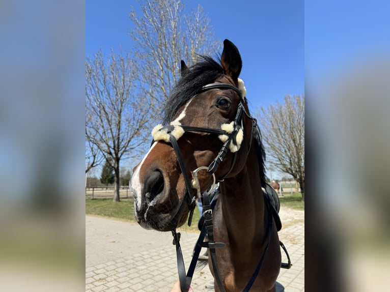 Rheinländer Wallach 16 Jahre in Elsendorf