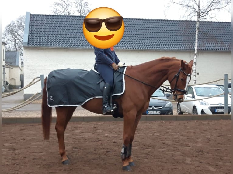 Rheinländer Wallach 17 Jahre 170 cm Fuchs in Vettweiß