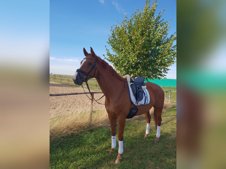 Rheinländer Wallach 17 Jahre 170 cm Fuchs in Vettweiß