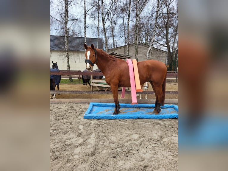 Rheinländer Wallach 17 Jahre 170 cm Fuchs in Vettweiß