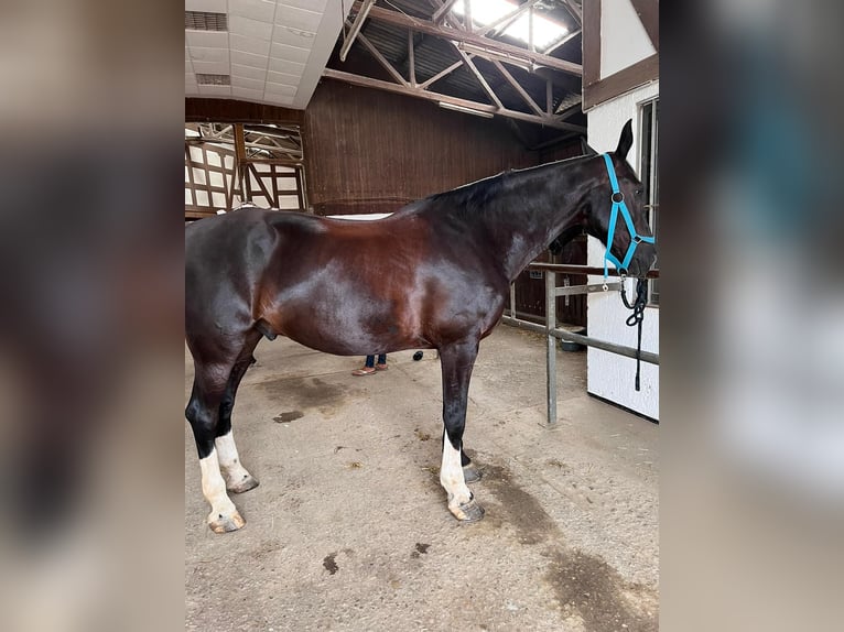 Rheinländer Wallach 17 Jahre 179 cm Schwarzbrauner in Hattingen