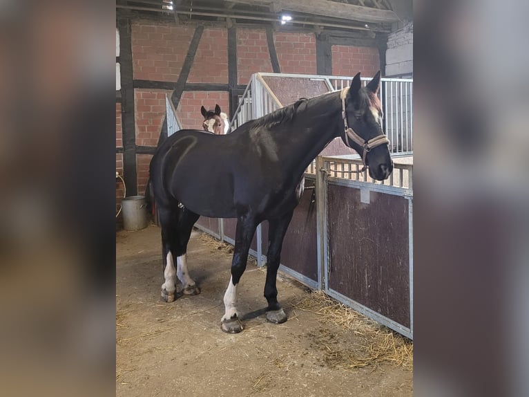 Rheinländer Wallach 17 Jahre 179 cm Schwarzbrauner in Hattingen