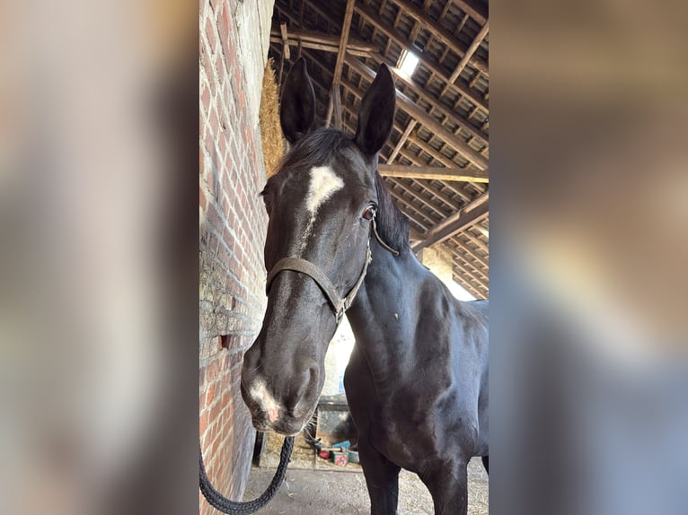 Rheinländer Wallach 17 Jahre 179 cm Schwarzbrauner in Hattingen