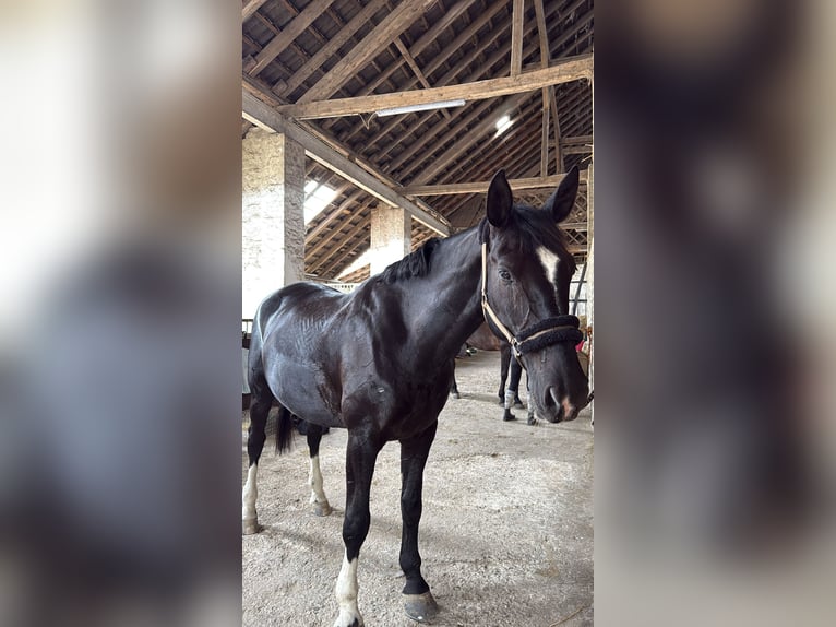 Rheinländer Wallach 17 Jahre 179 cm Schwarzbrauner in Hattingen