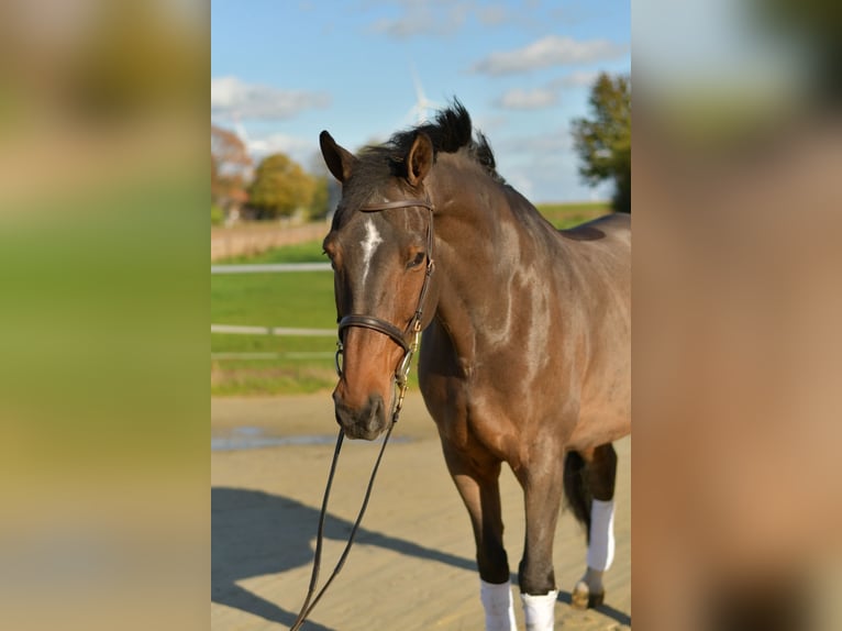 Rheinländer Wallach 18 Jahre 170 cm Brauner in Geilenkirchen