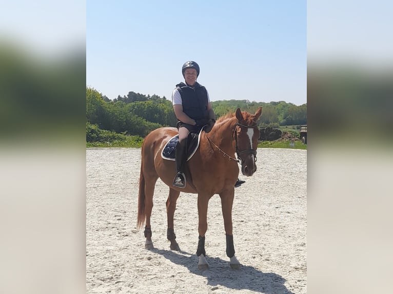 Rheinländer Wallach 18 Jahre 174 cm Fuchs in Niendorf