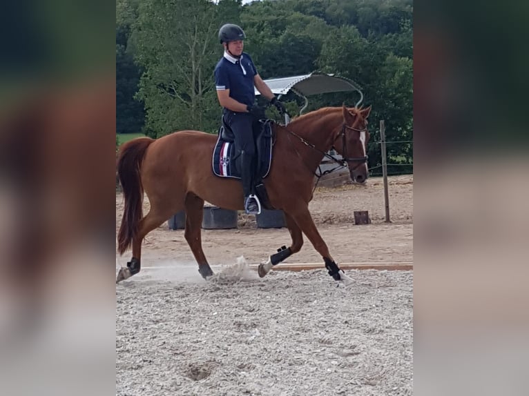Rheinländer Wallach 18 Jahre 174 cm Fuchs in Niendorf