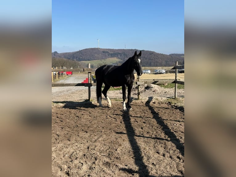 Rheinländer Wallach 18 Jahre 179 cm Schwarzbrauner in Hattingen
