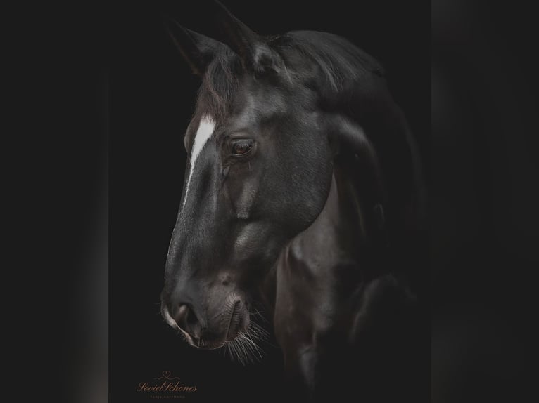 Rheinländer Wallach 18 Jahre 179 cm Schwarzbrauner in Hattingen