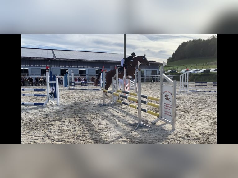 Rheinländer Wallach 19 Jahre 175 cm Fuchs in T&#xF6;ging