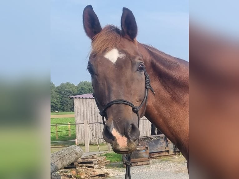 Rheinländer Wallach 19 Jahre Dunkelfuchs in Dissen