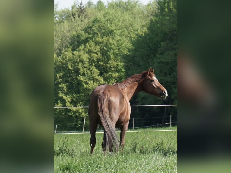 Rheinländer Wallach 19 Jahre Dunkelfuchs in Dissen