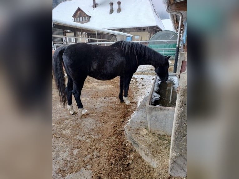 Rheinländer Wallach 19 Jahre Schwarzbrauner in Hasle b. Burgdorf
