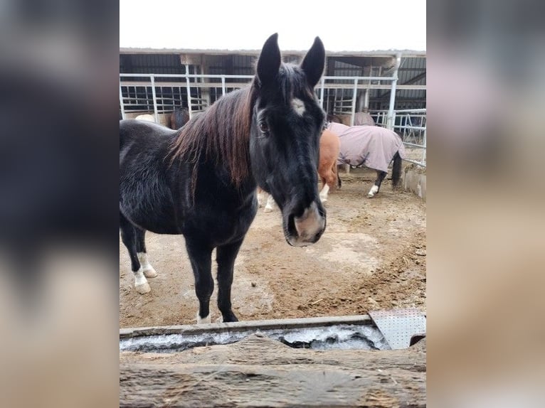 Rheinländer Wallach 19 Jahre Schwarzbrauner in Hasle b. Burgdorf