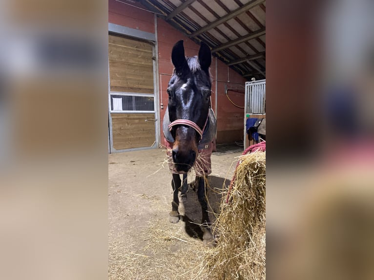 Rheinländer Wallach 20 Jahre 175 cm Dunkelbrauner in Arlon