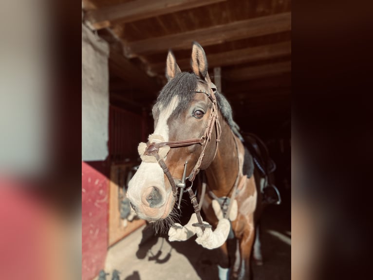 Rheinländer Wallach 21 Jahre 161 cm Brauner in Waldachtal
