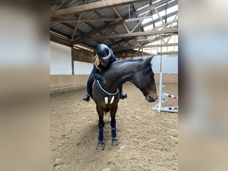 Rheinländer Wallach 21 Jahre 161 cm Brauner in Waldachtal