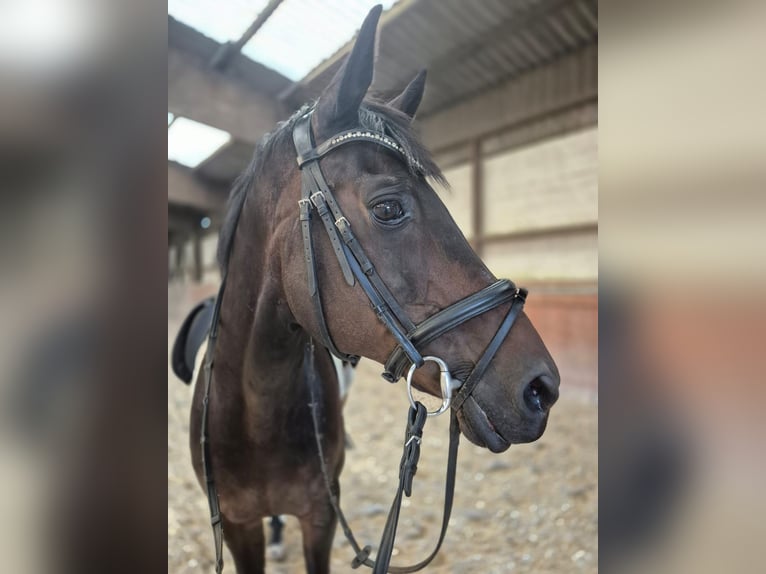 Rheinländer Wallach 21 Jahre 168 cm Dunkelbrauner in WegbergMerbeck