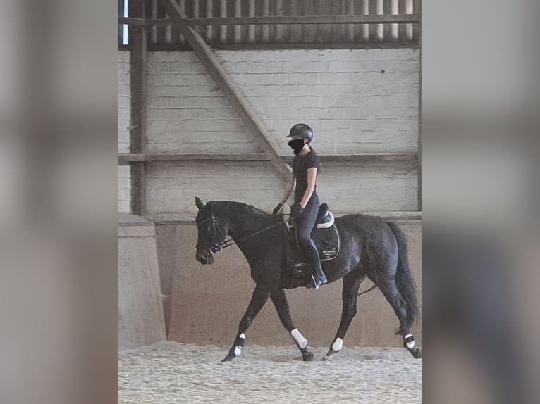 Rheinländer Wallach 21 Jahre 168 cm Dunkelbrauner in WegbergMerbeck