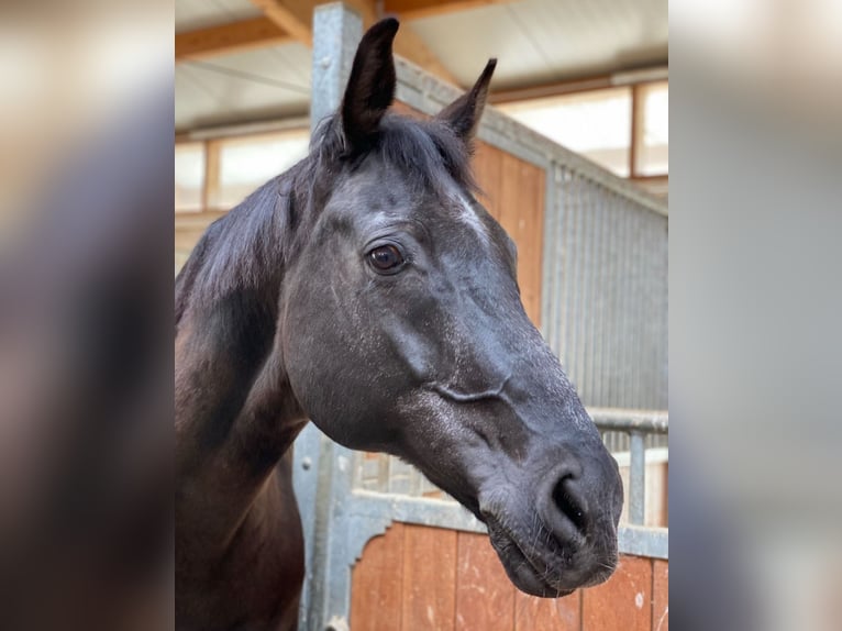 Rheinländer Wallach 22 Jahre 172 cm Rappe in Aiglsbach