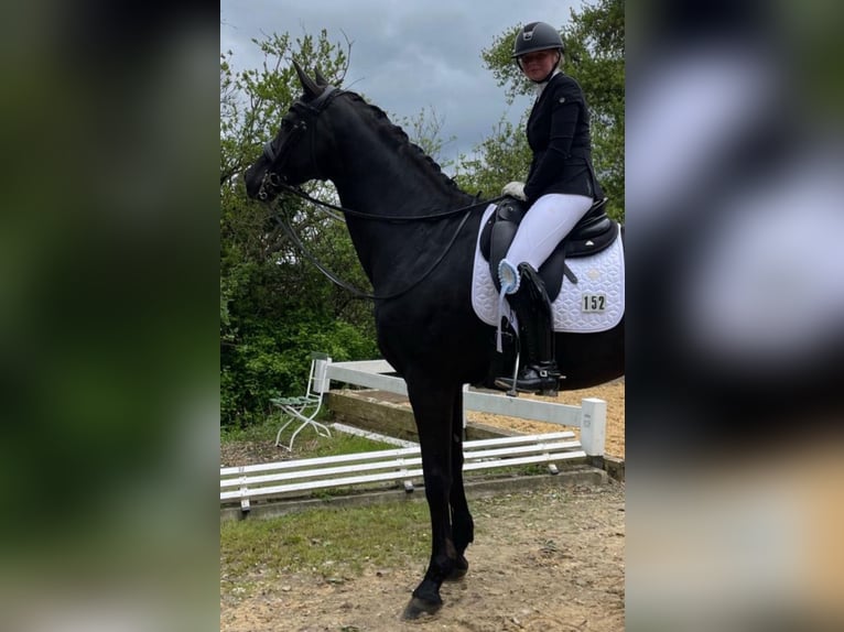 Rheinländer Wallach 22 Jahre 172 cm Rappe in Aiglsbach