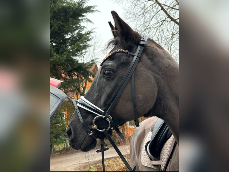 Rheinländer Wallach 22 Jahre 172 cm Rappe in Aiglsbach