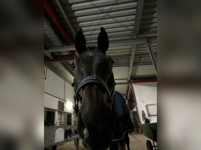 Rheinländer Wallach 23 Jahre 170 cm Brauner in Herrenzimmern