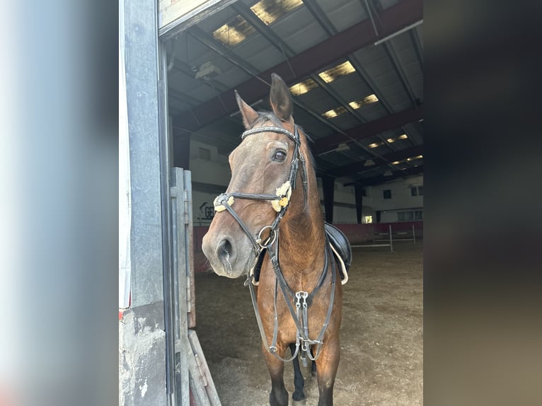 Rheinländer Wallach 23 Jahre 170 cm Brauner in Herrenzimmern